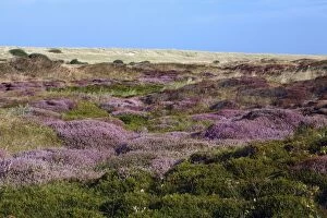 Images Dated 20th August 2009: Heather - in blossom - sand dune nature reserve - Island of Texel - Holland