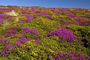 Heather - in full flower - Exmoor moorland in late summer - with Western Gorse and Bell above Countisbury - Devon