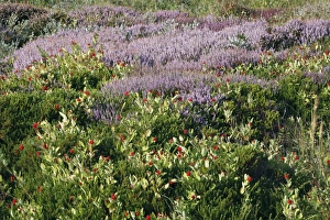 Images Dated 20th August 2009: Heather and Honeysuckle (Lonicera periclymenum) berries - sand dune nature reserve - Island oif
