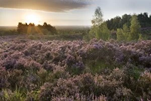 Images Dated 28th August 2011: Heather - on moor landscape