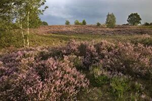 Images Dated 27th August 2011: Heather - on moor landscape