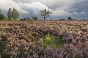 Moorlands Prints: Heather - on moor landscape - Belgium