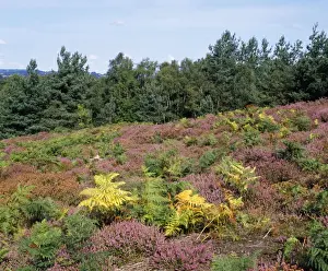 Heath Prints: Heather & Scots Pine - UK