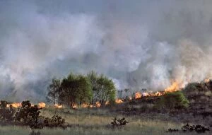 Burn Gallery: Heathland fire - May 1984
