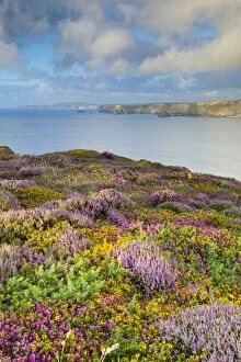 Images Dated 13th August 2012: Heathland - North Cliffs - near Camborne - Cornwall - UK