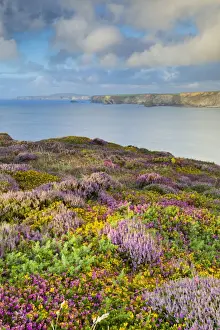 Heath Prints: Heathland - North Cliffs - near Camborne - Cornwall - UK