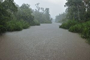 heavy rain - Sekonyer river with forest