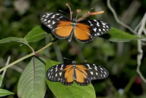 Butterfly Prints: Hecales Longwing Butterfly courtship