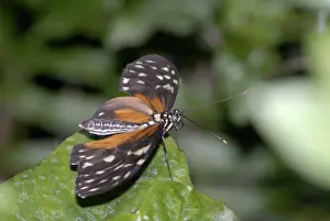 Hecales Longwing Butterfly. Pungent odour given off from gland at tip of abdomen if disturbed. Larvae feed on Passifloraceae. Occurs in Central and South America from sea level to 1700m. The most widespread heliconian in Costa Rica