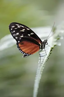 Longwing Prints: Hecales Longwing Butterfly - resting on leaf, showing undersides of wings, Emmen, Holland