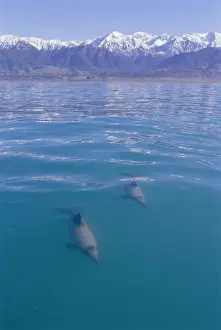 Hectors Dolphin