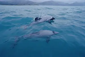 Hectors Prints: Hectors dolphin (Cephalorhynchus hectori). Kaikoura, South Island, New Zealand