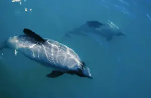 Hectors dolphin (Cephalorhynchus hectori). Kaikoura, South Island, New Zealand