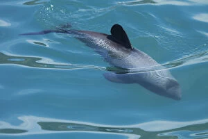 Hector's dolphin (Cephalorhynchus hectori)