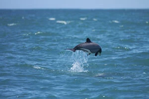 Hectors dolphin jumping (Cephalorhynchus)
