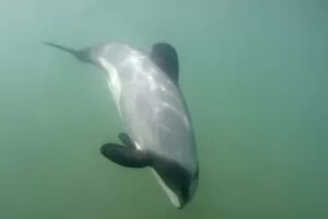 Hectors Dolphin - swimming in the ocean off the Catlins coast. This dolphin is endemic to New Zealand