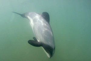 Images Dated 31st January 2008: Hector's Dolphin - swimming in the ocean off the Catlins coast