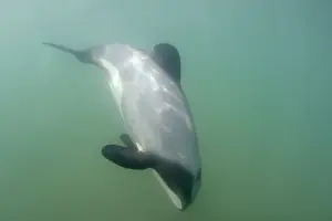 Hector's Dolphin - swimming in the ocean off the Catlins coast. This dolphin is endemic to New Zealand and threatened by fishing nets in which they often get caught. It is also the smallest of all dophins living in seawater