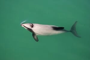 Hectors Dolphins - one of the smallest marine mammals - it is endangered due to fishing nets and boat propellors