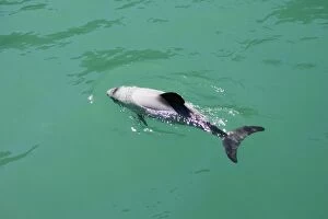 Hectors Dolphins - one of the smallest marine mammals - it is endangered due to fishing nets and boat propellors