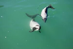 Images Dated 5th March 2007: Hector's Dolphins - one of the smallest marine mammals - it is endangered due to fishing nets