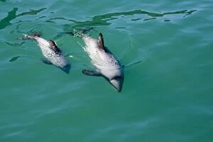Images Dated 6th March 2007: Hector's Dolphins - one of the smallest marine mammals - it is endangered due to fishing nets