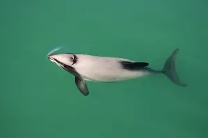 South Island Prints: Hector's Dolphins - one of the smallest marine mammals - it is endangered due to fishing nets and boat propellors