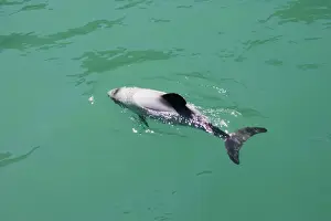 Hector's Dolphins - one of the smallest marine mammals - it is endangered due to fishing nets and boat propellors. Akaroa Harbour - South Island - New Zealand