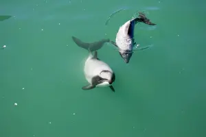 Dolphin Prints: Hector's Dolphins - one of the smallest marine mammals - it is endangered due to fishing nets and boat propellors