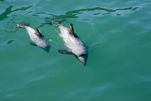 Hector's Dolphins - one of the smallest marine mammals - it is endangered due to fishing nets and boat propellors. Akaroa Harbour - South Island - New Zealand