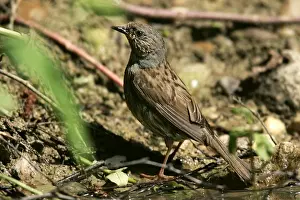 Dunnock Prints: Hedge Accentor / Dunnock. France