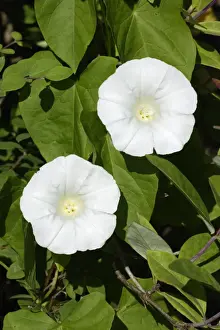 Bindweed Prints: Hedge Bindweed- flowering in garden, Lower Saxony, Germany