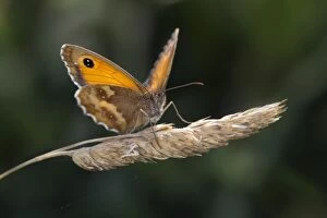 Butterflies And Moths Gallery: Hedge Brown / Gatekeeper Butterfly