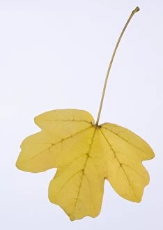 Images Dated 10th October 2008: Hedge Maple - autumn leaf