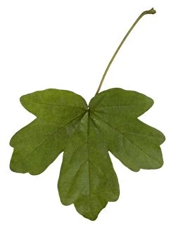 Hedge Maple - leaf
