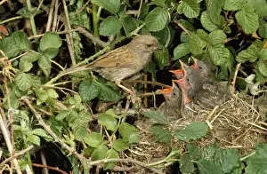 Hedgerows Prints: Hedge Sparrow / Dunnock - at nest with young