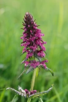 Images Dated 13th July 2007: Hedge Woundwort