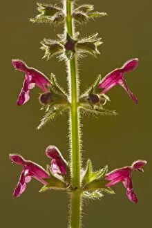 Images Dated 2nd July 2008: Hedge Woundwort (Stachys sylvatica), against the light. Dorset