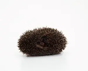 Hedgehog