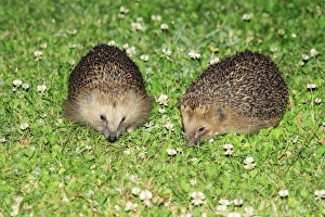 Images Dated 23rd June 2008: Hedgehog - 2 animals on garden lawn feeding