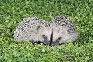 Hedgehog - 2 young animals on garden lawn, feeding, Lower Saxony, Germany