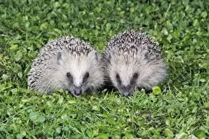 Hedgehog - 2 young animals on garden lawn, feeding, Lower Saxony, Germany