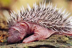 Spikes Prints: Hedgehog - 3 days old, UK