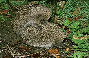 Insectivore Prints: Hedgehog GET 51 Mating, UK. erinaceus europaeus © Geoff Trinder / ARDEA LONDON