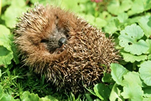 Protection Collection: Hedgehog