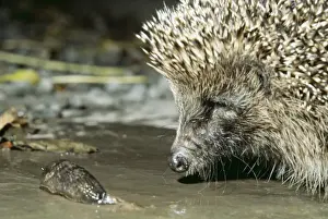 Slugs Prints: Hedgehog AEB 1535 With slug Erinaceus europaeus © Liz & Tony Bomford / ARDEA LONDON
