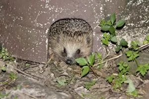 Images Dated 24th May 2007: Hedgehog - in artifical shelter, in garden, Lower Saxony, Germany