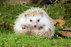 Images Dated 24th March 2009: Hedgehog ' blonde '