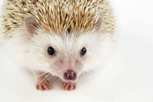 Images Dated 24th March 2009: Hedgehog ' blonde '