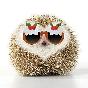Hedgehogs Gallery: Hedgehog blonde with heart-shaped pattern in fur wearing Christmas pudding glasses Hedgehog blonde